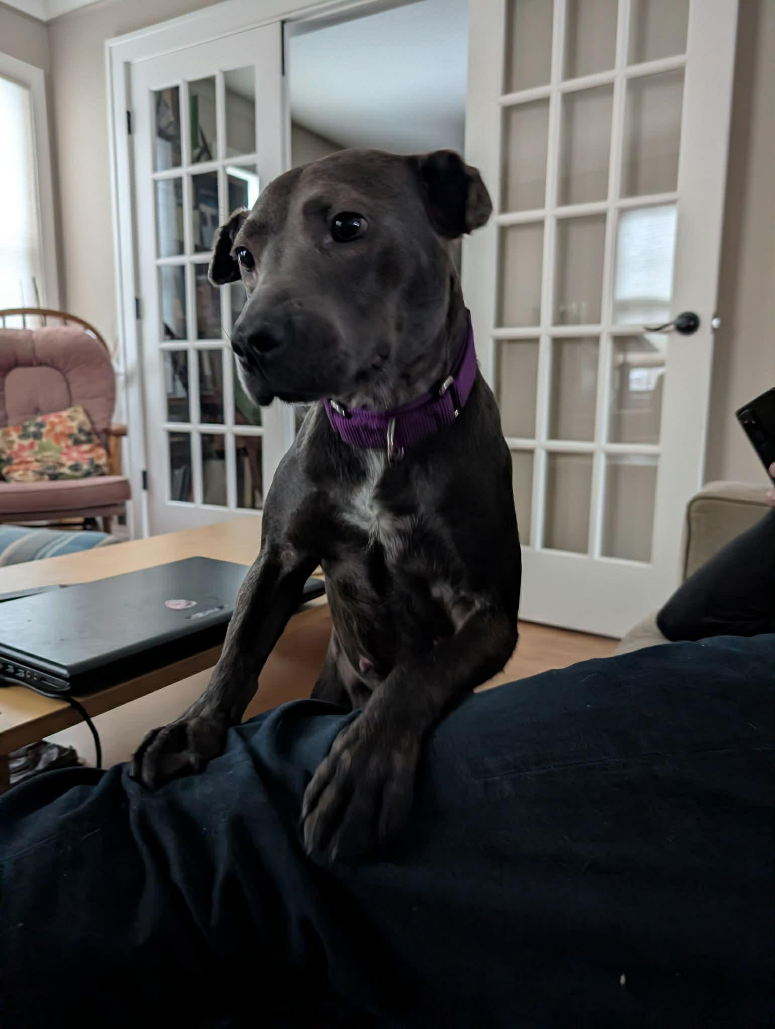 Enlarge Belle, a ADOPTABLE mixed breed in White Lake, MI image 3/6