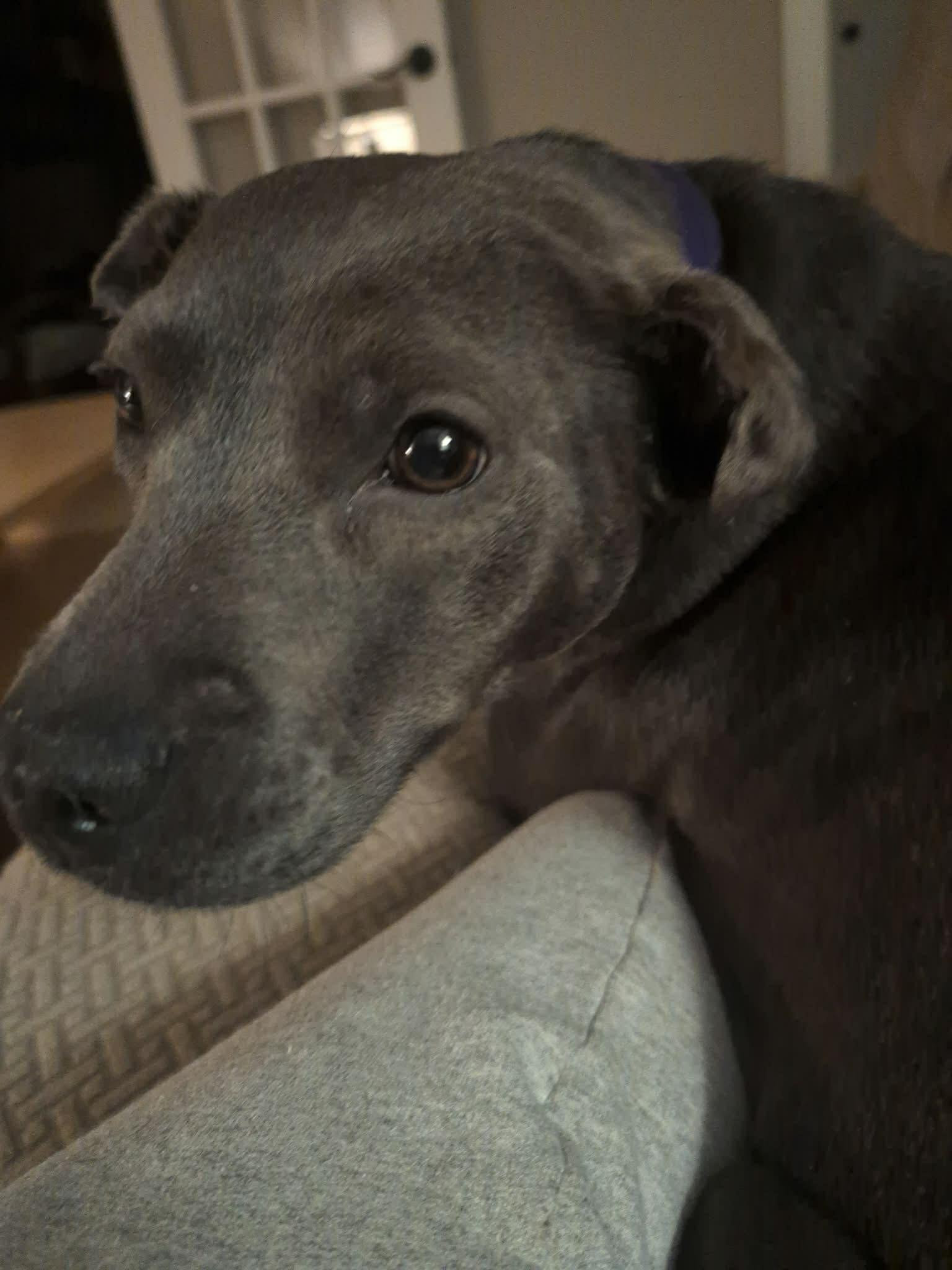 Enlarge Belle, a ADOPTABLE mixed breed in White Lake, MI image 2/6