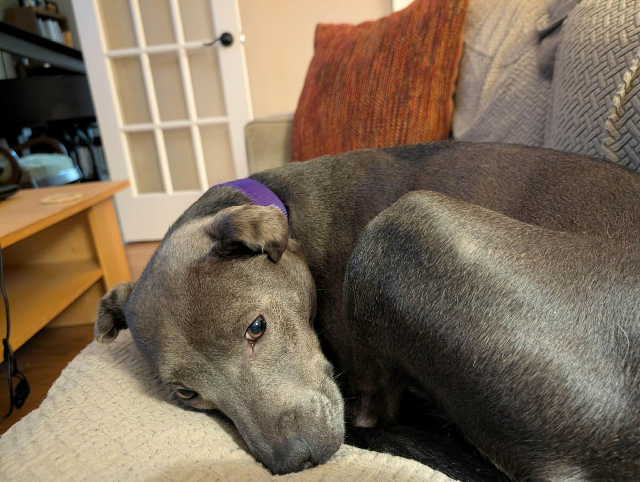 Enlarge Belle, a ADOPTABLE mixed breed in White Lake, MI image 1/6