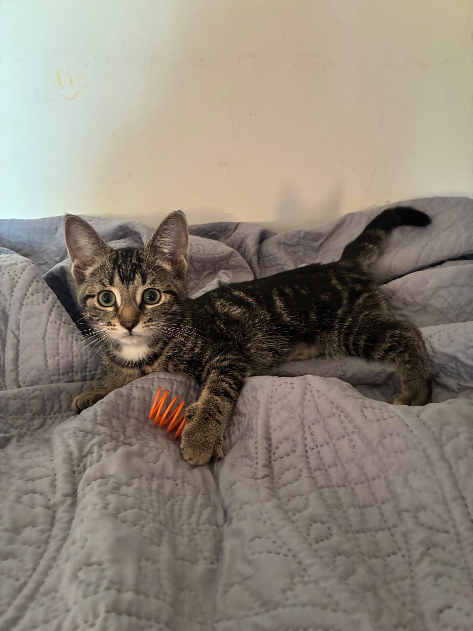 Ophelia, ADOPTABLE, Kitten Female Domestic Short Hair.