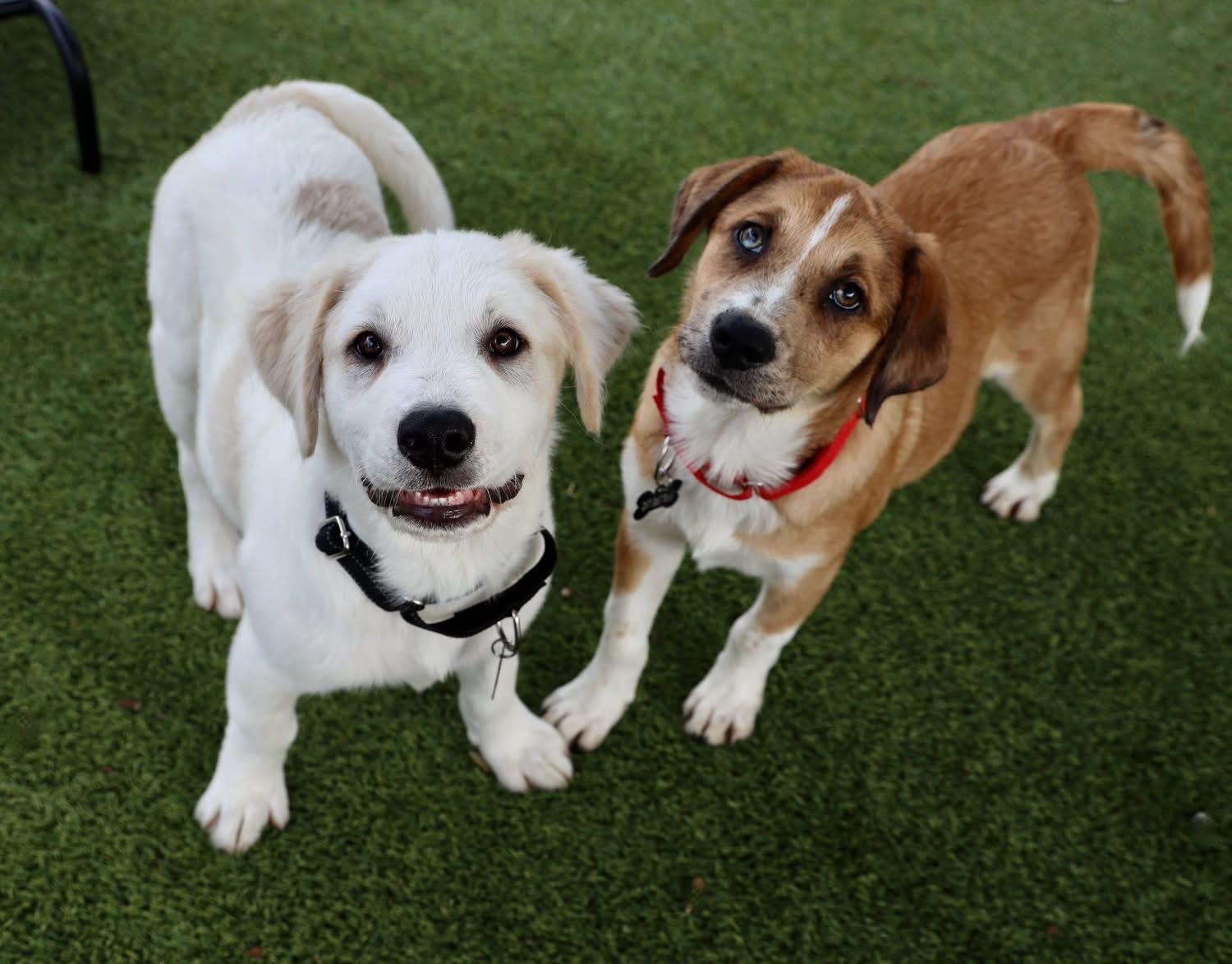 Enlarge Travis, a ADOPTABLE mixed breed in Southlake, TX image 6/6