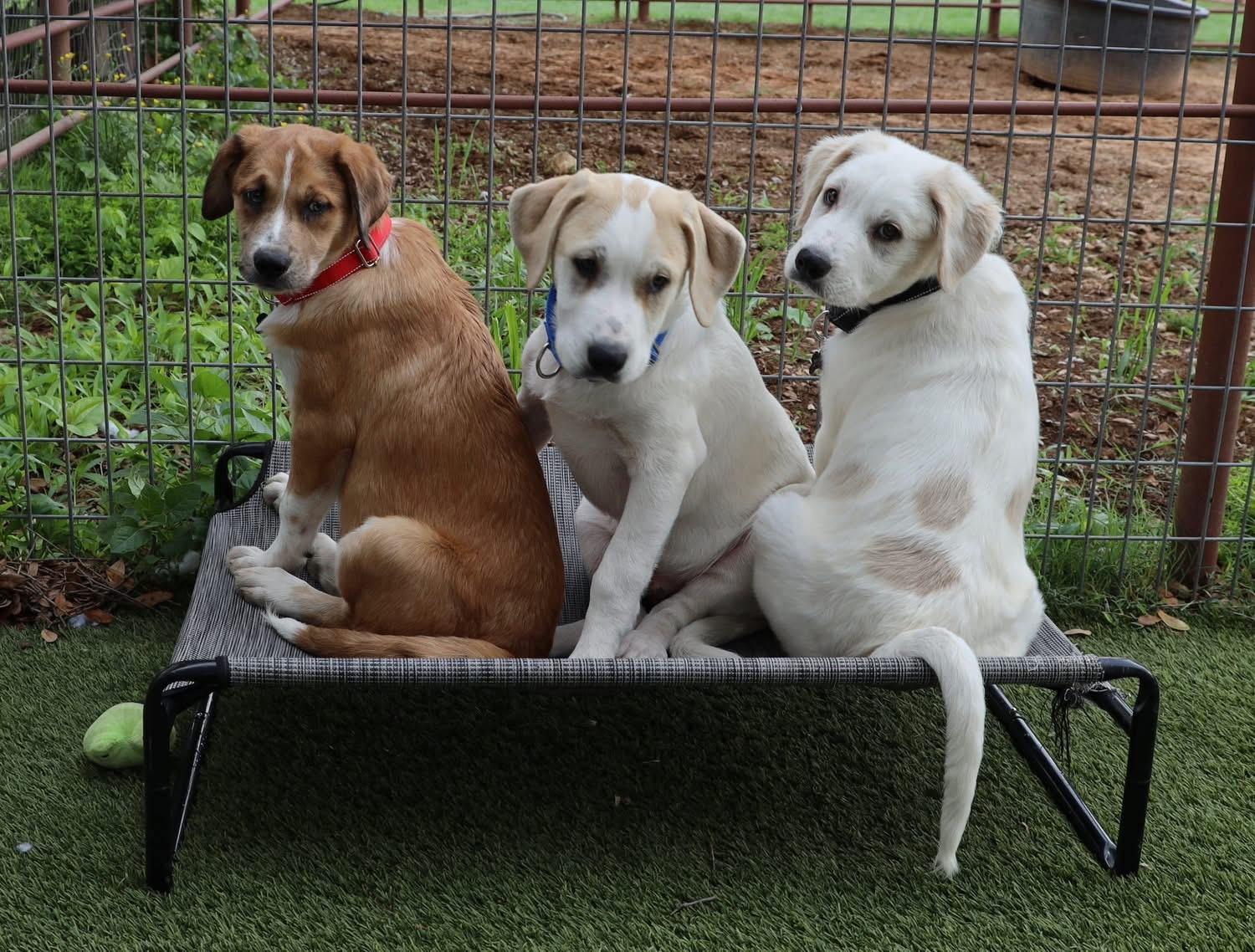 Enlarge Travis, a ADOPTABLE mixed breed in Southlake, TX image 5/6