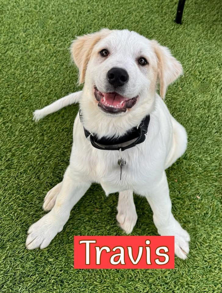 Enlarge Travis, a ADOPTABLE mixed breed in Southlake, TX image 1/6