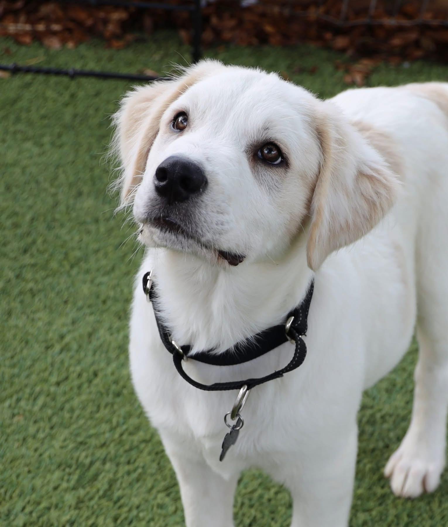 Enlarge Travis, a ADOPTABLE mixed breed in Southlake, TX image 2/6
