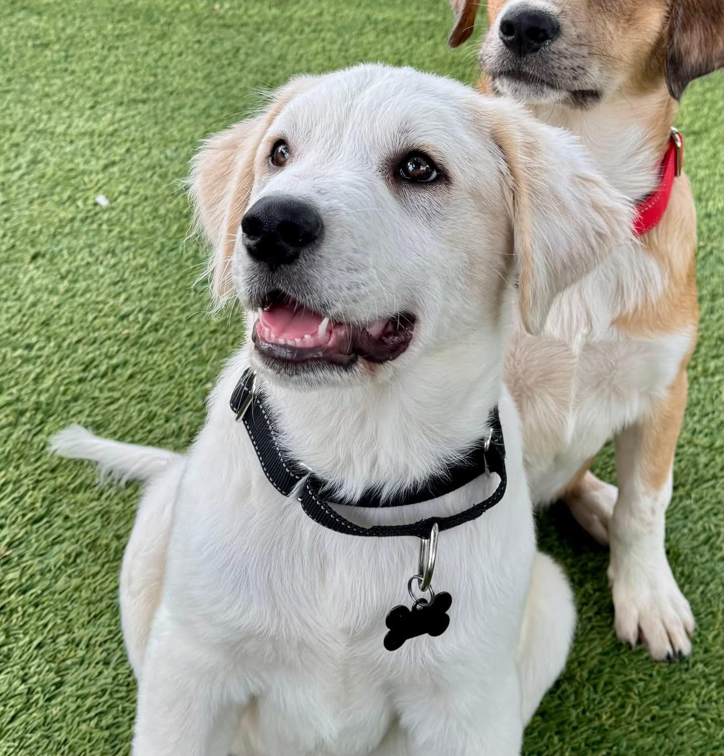 Enlarge Travis, a ADOPTABLE mixed breed in Southlake, TX image 4/6