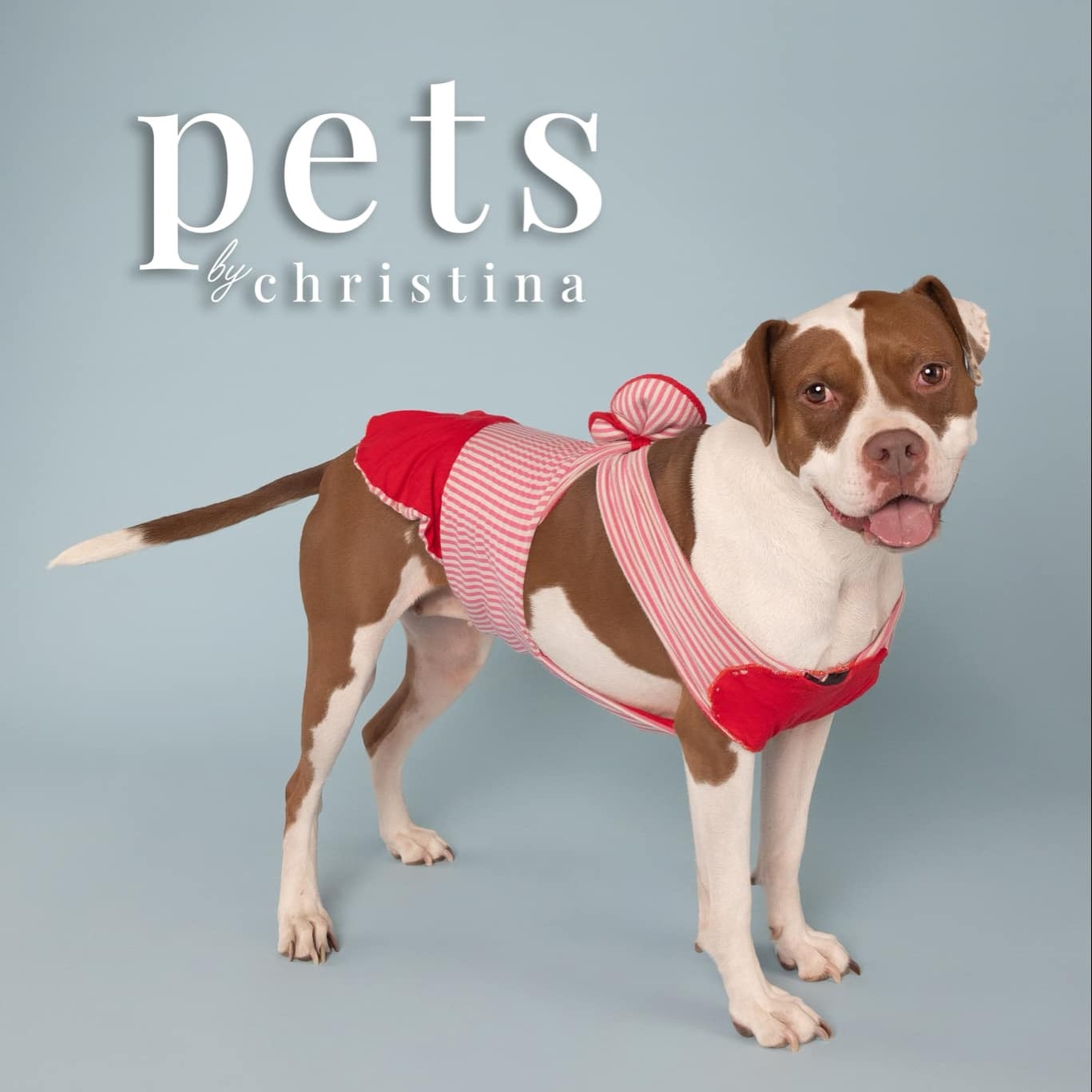 Enlarge Digiorno, a Adoptable mixed breed in O'Fallon, MO image 6/6