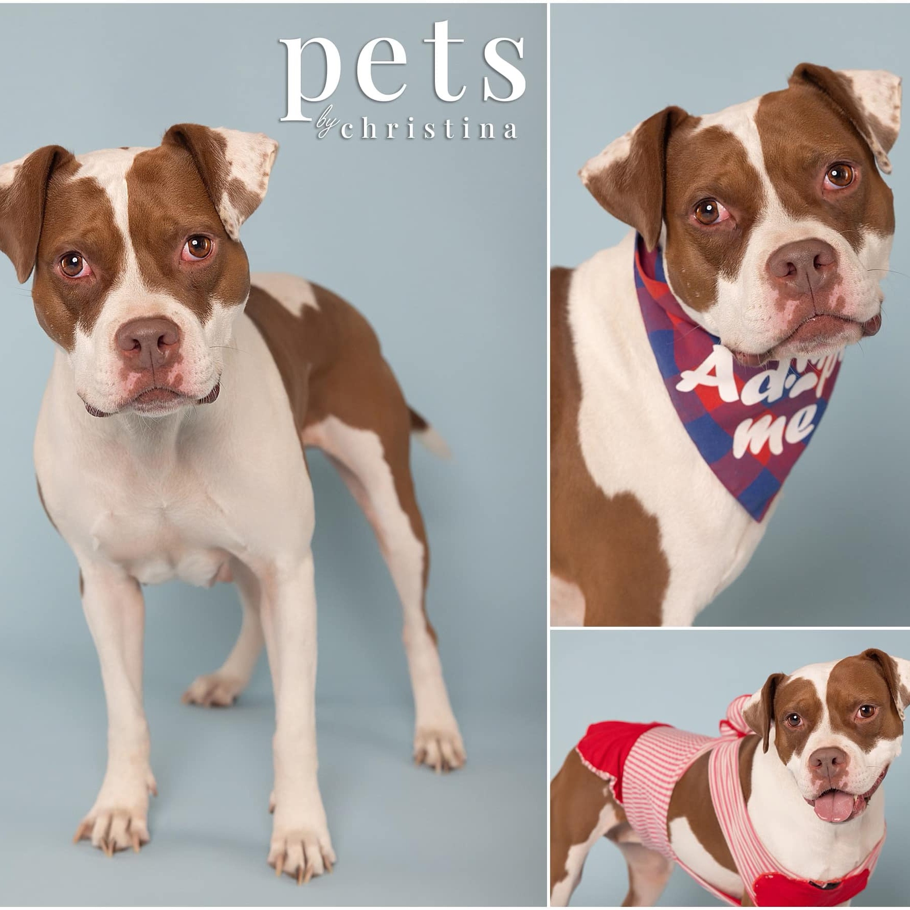 Enlarge Digiorno, a Adoptable mixed breed in O'Fallon, MO image 2/6