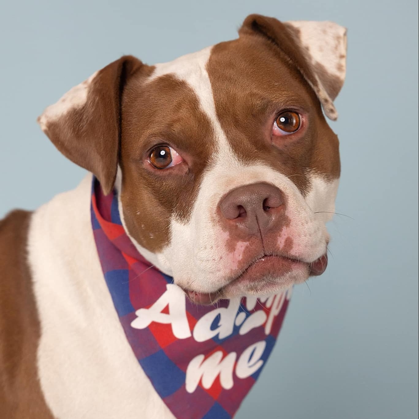 Enlarge Digiorno, a Adoptable mixed breed in O'Fallon, MO image 5/6