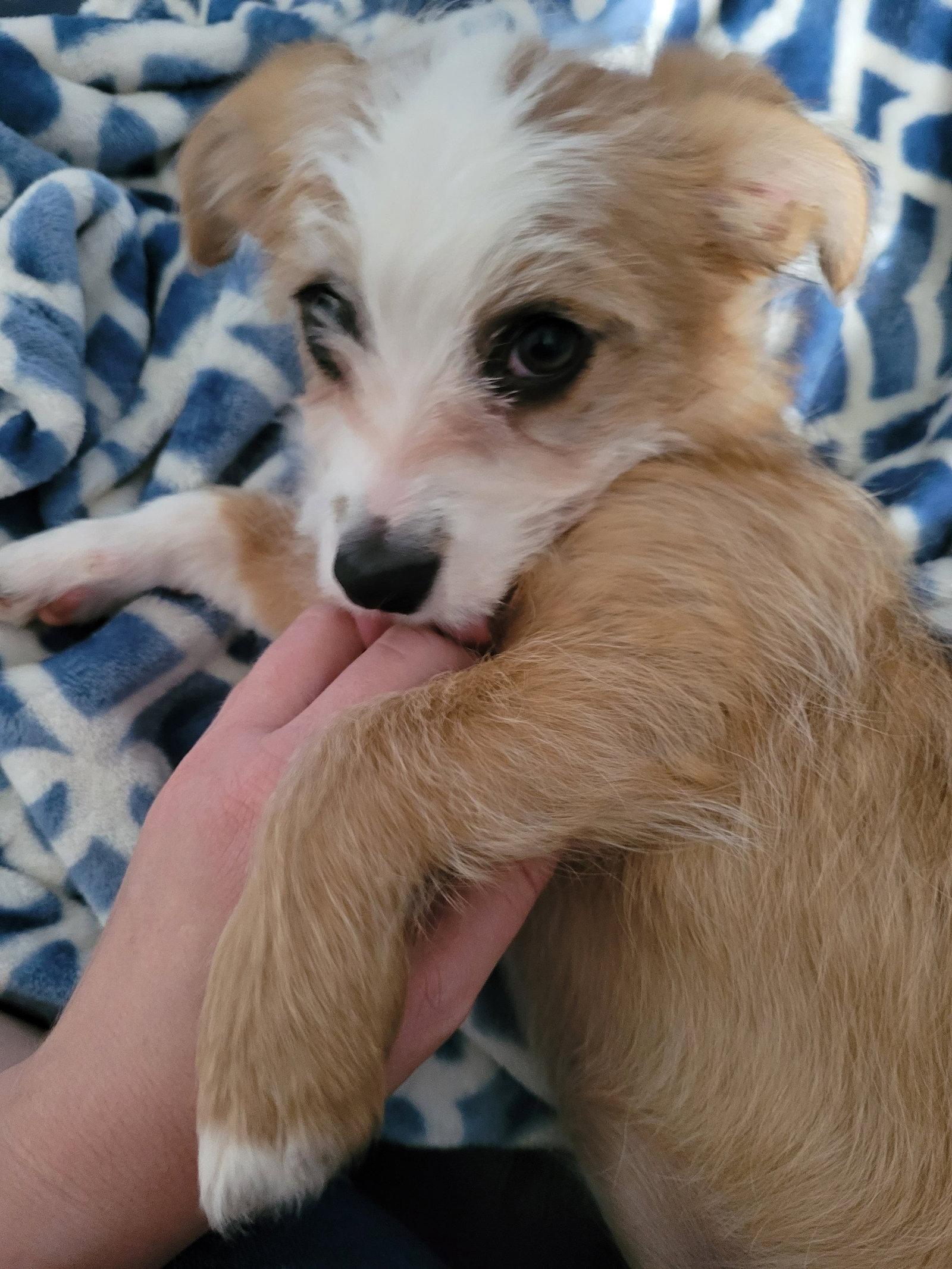 Daisy, Adopted, Puppy Female Terrier.
