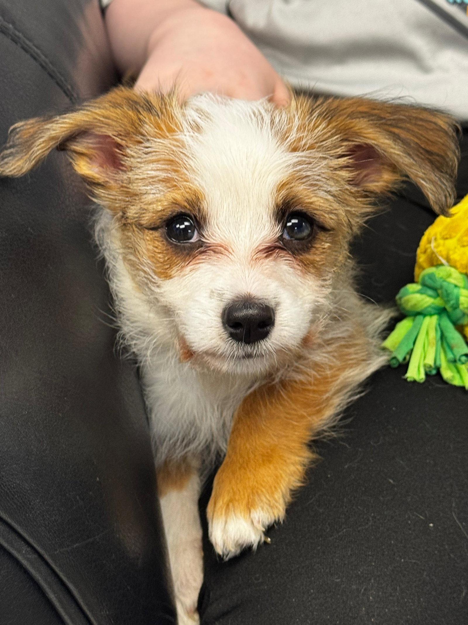 Enlarge Daisy, a Adopted Terrier in Cliffwood, NJ image 2/2