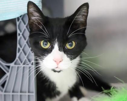 Cheese, a Adoptable Domestic Short Hair in West Seneca, NY image 1/3
