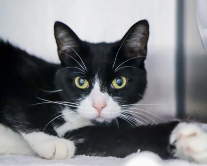 Cheese, a Adoptable Domestic Short Hair in West Seneca, NY image 2/3