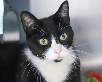 Cheese, a Adoptable Domestic Short Hair in West Seneca, NY image 3/3