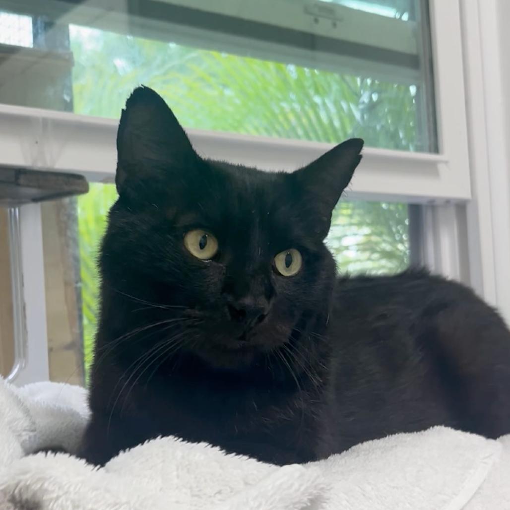 Leo, a Adoptable Domestic Short Hair in North Port, FL image 1/2