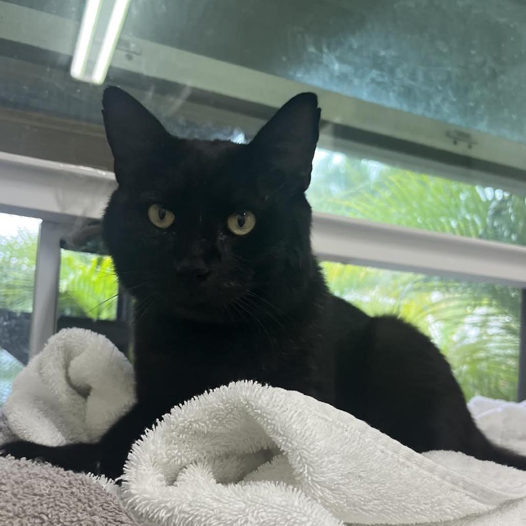 Leo, a Adoptable Domestic Short Hair in North Port, FL image 2/2