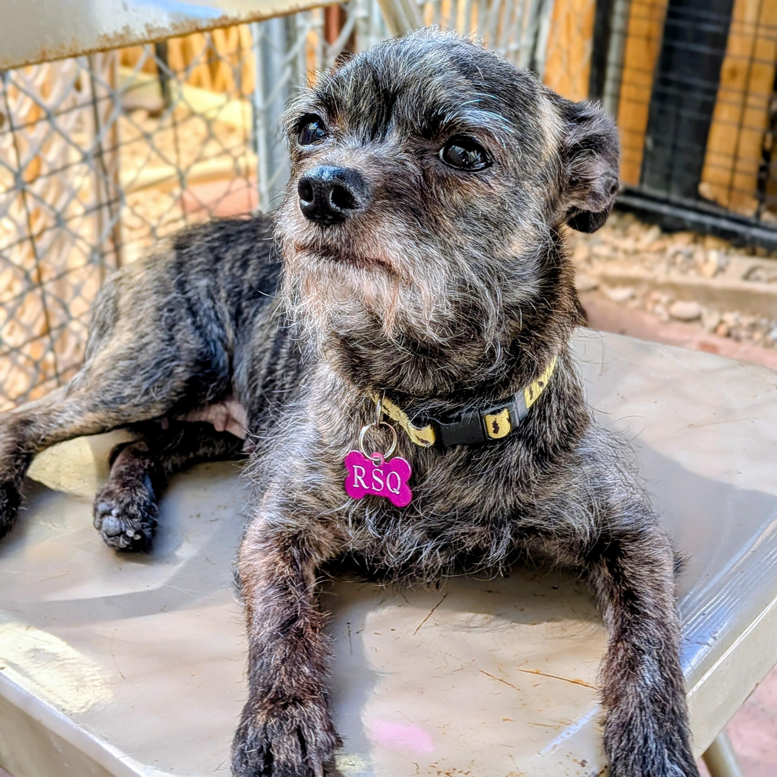 Cassidy, an adopted Chihuahua in St. George, UT image 3/3