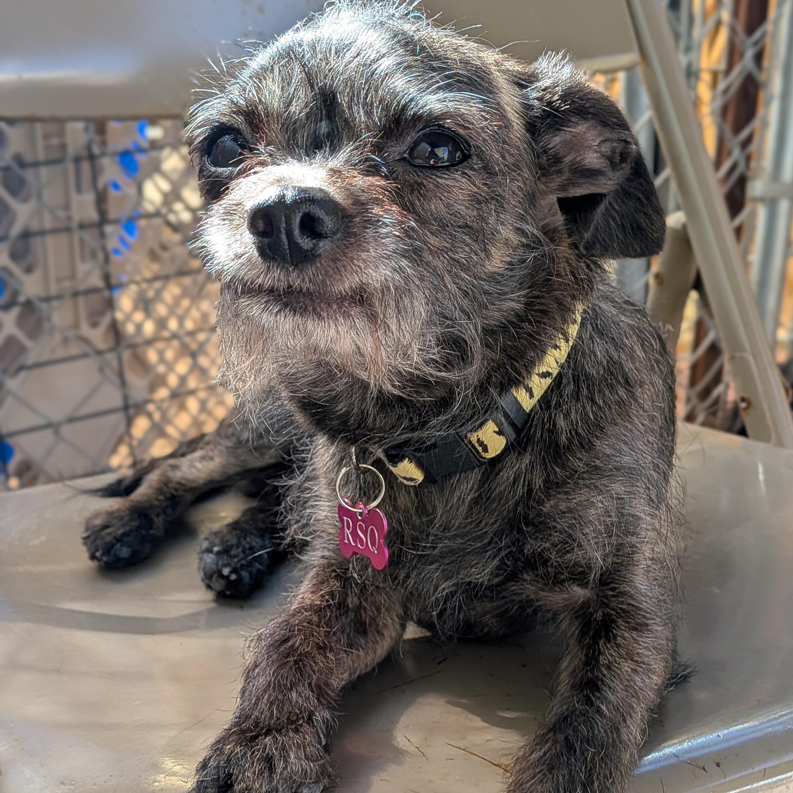 Cassidy, adopted, Adult Female Chihuahua.
