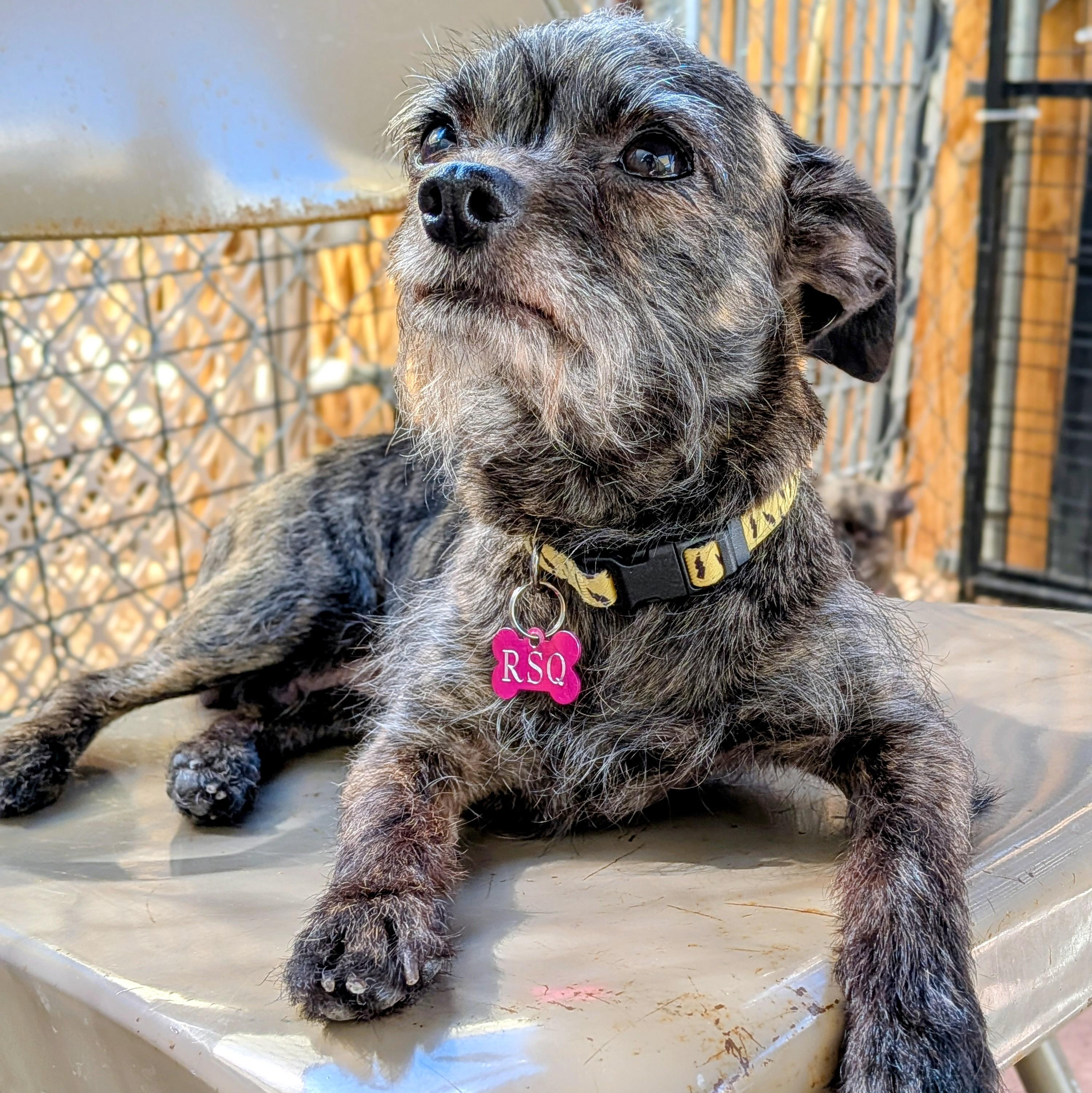 Cassidy, an adopted Chihuahua in St. George, UT image 2/3