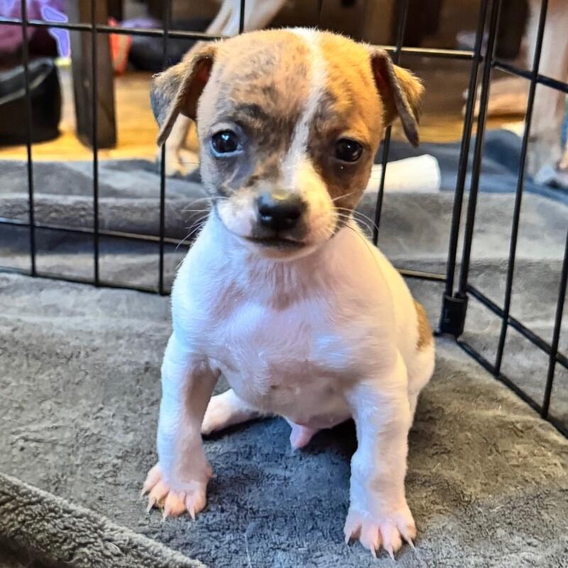 Patches, a Adoptable mixed breed in Alma, WI image 1/6