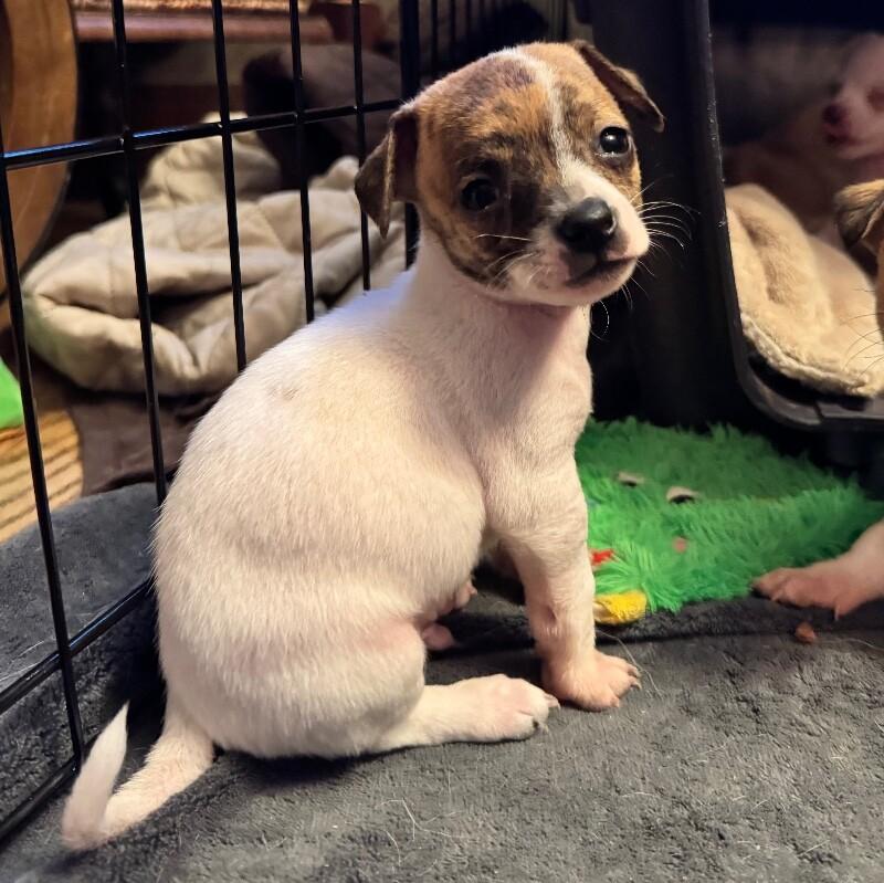 Patches, a Adoptable mixed breed in Alma, WI image 2/6