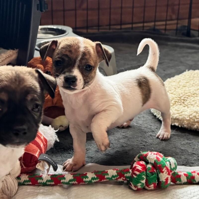 Patches, a Adoptable mixed breed in Alma, WI image 3/6