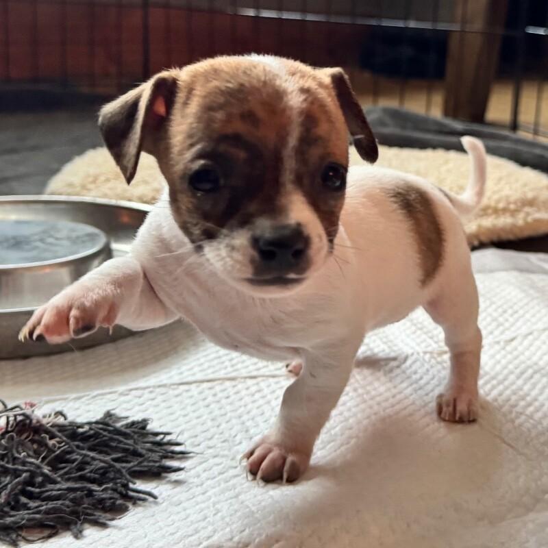 Patches, a Adoptable mixed breed in Alma, WI image 5/6