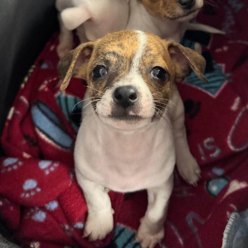 Patches, a Adoptable mixed breed in Alma, WI image 6/6