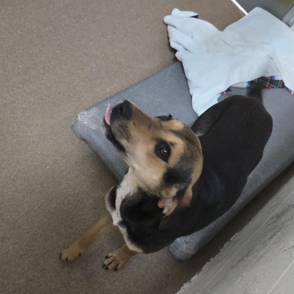 Turnip 25-1825, Adoptable, Young Female Mixed Breed.