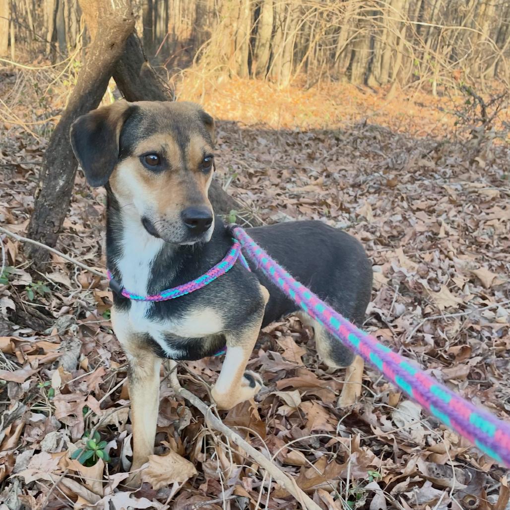 Turnip 25-1825, Adoptable, Young Female Mixed Breed.