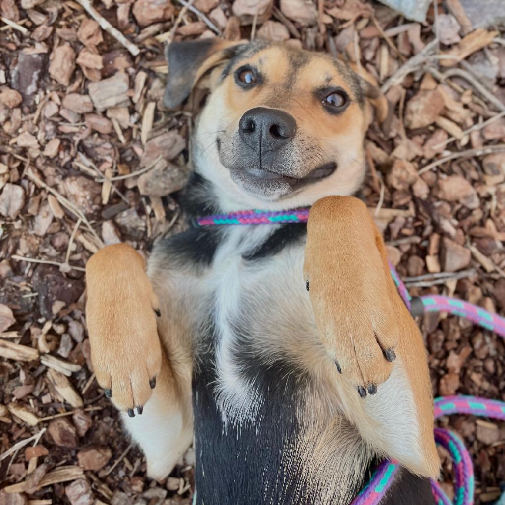 Enlarge Turnip 25-1825, a Adoptable Mixed Breed in Yanceyville, NC image 2/4