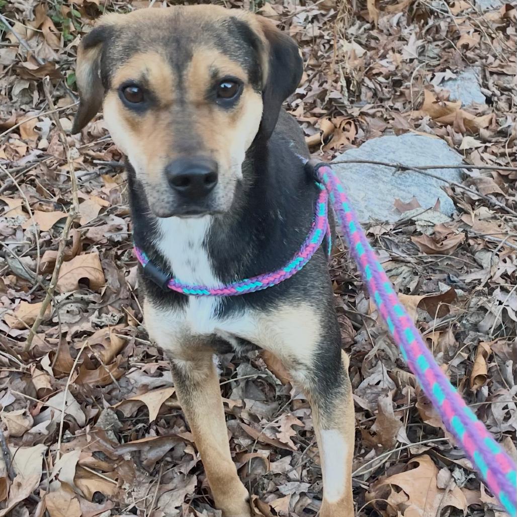 Enlarge Turnip 25-1825, a Adoptable Mixed Breed in Yanceyville, NC image 3/4