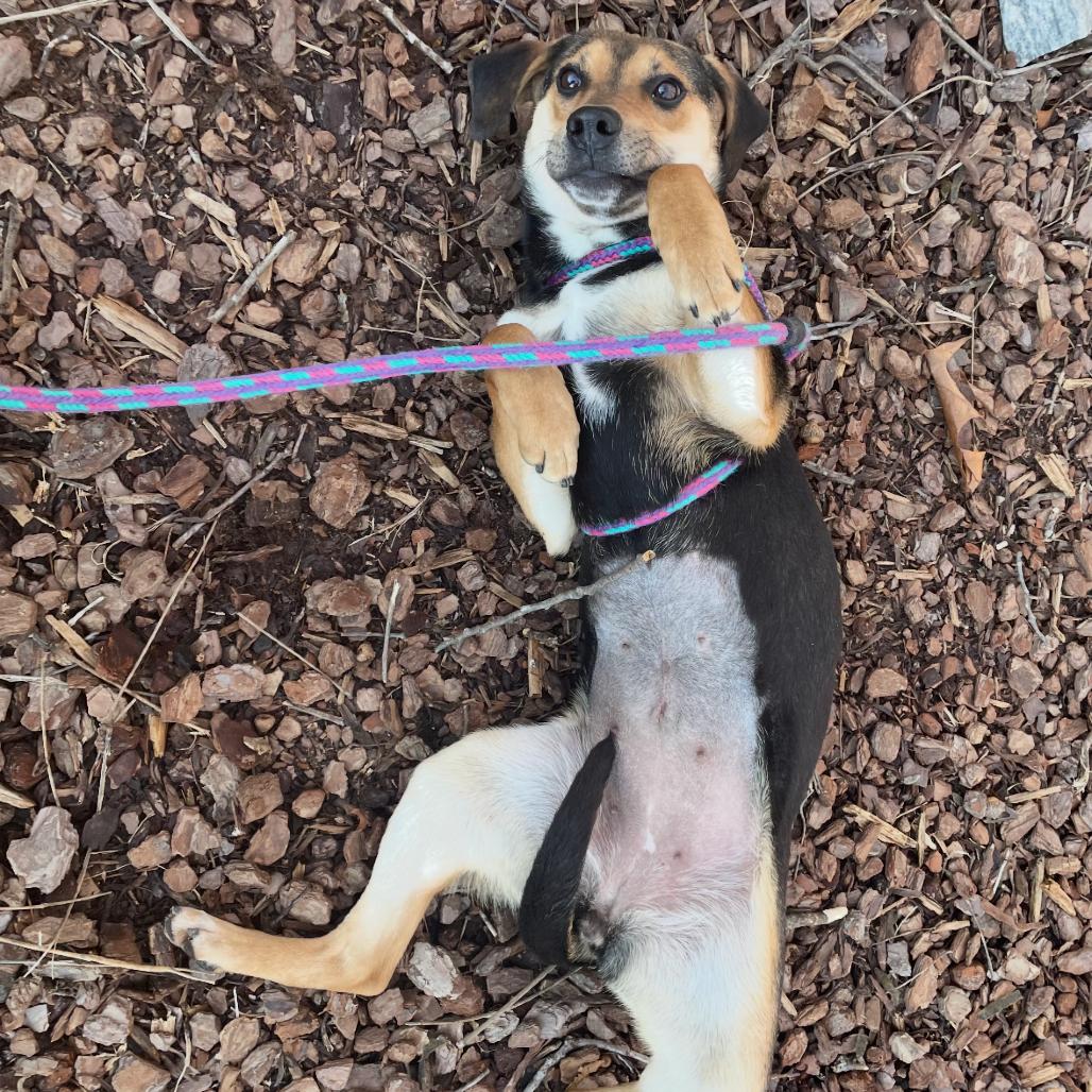 Enlarge Turnip 25-1825, a Adoptable Mixed Breed in Yanceyville, NC image 4/4