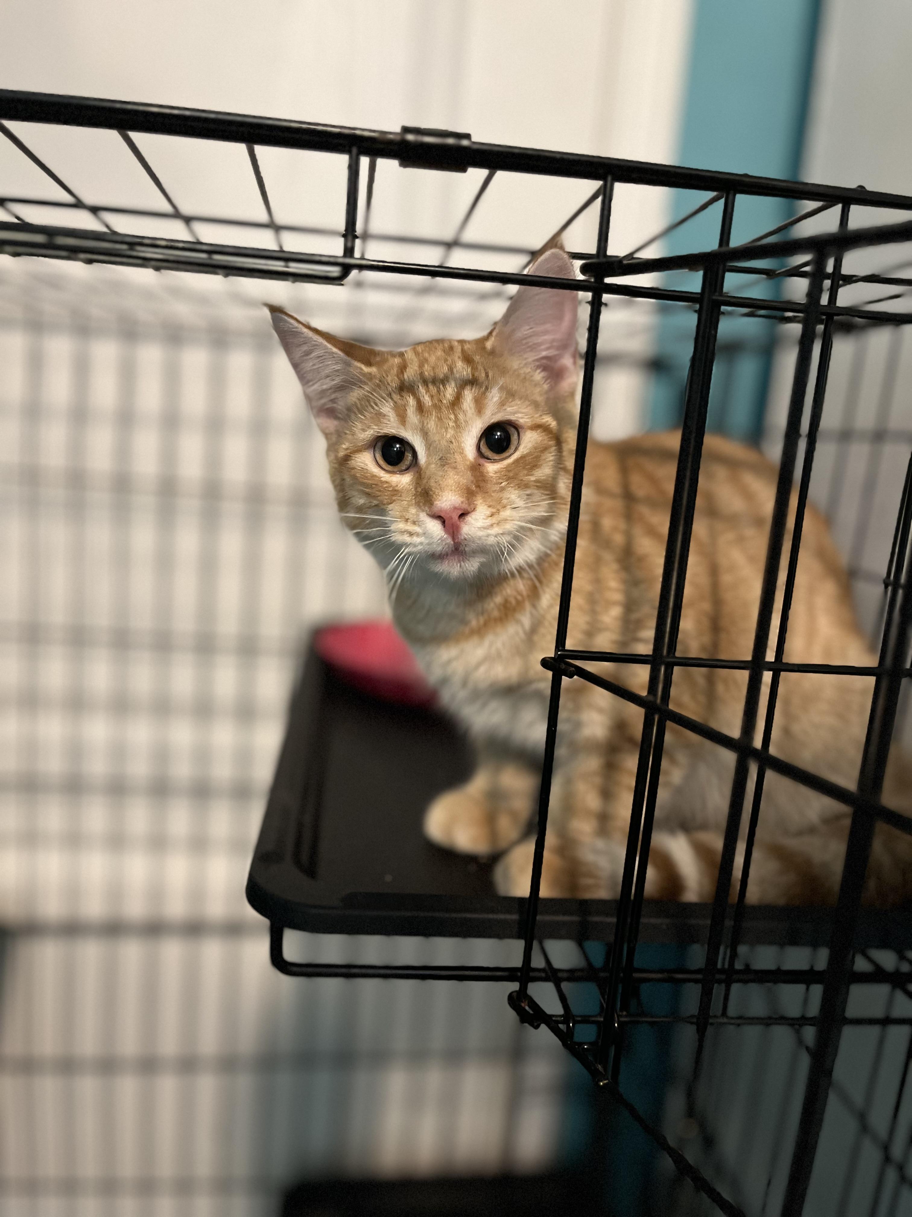 George, Adoptable, Young Male Domestic Short Hair.