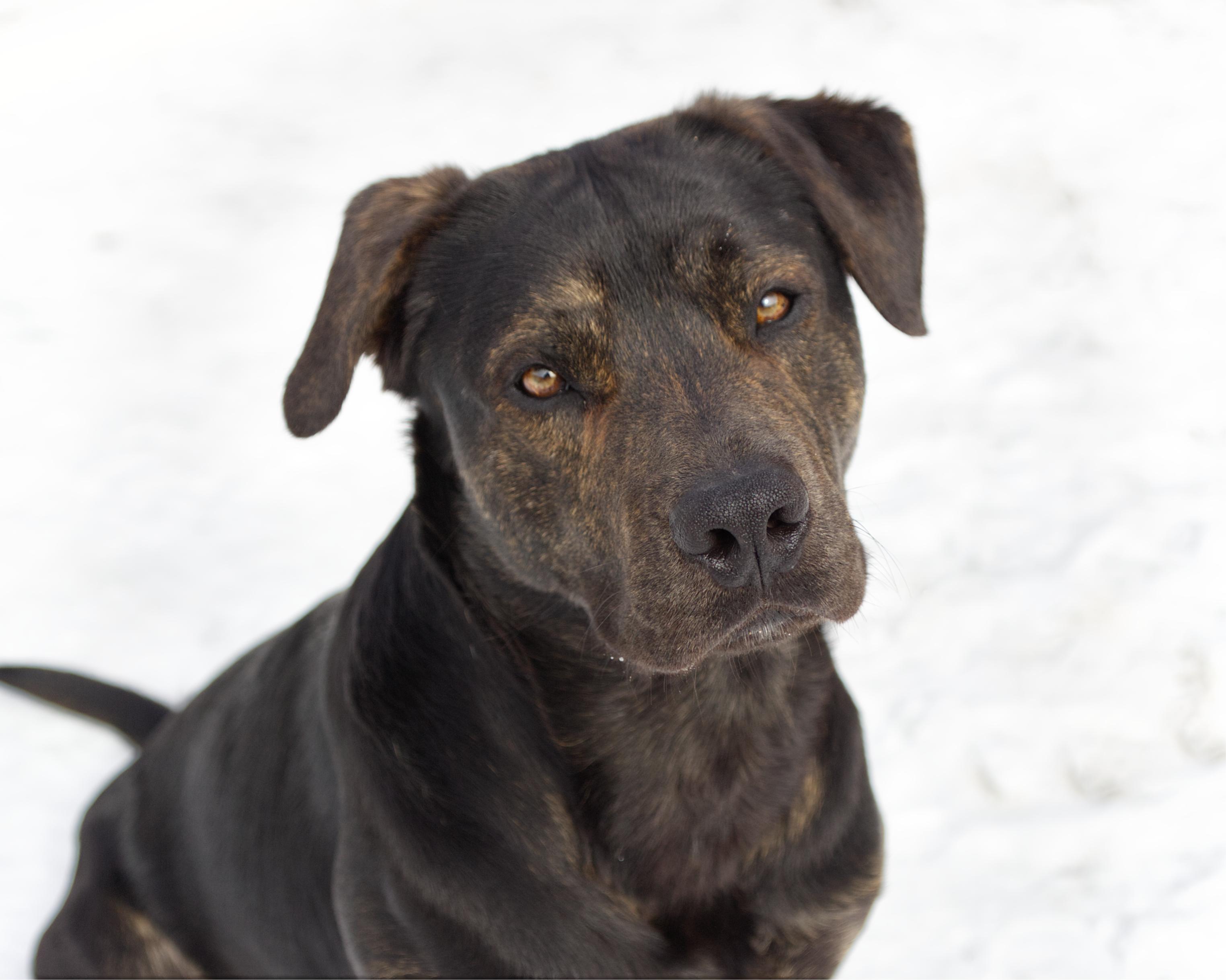 Grant, adopted, Adult Male Labrador Retriever & Mastiff.
