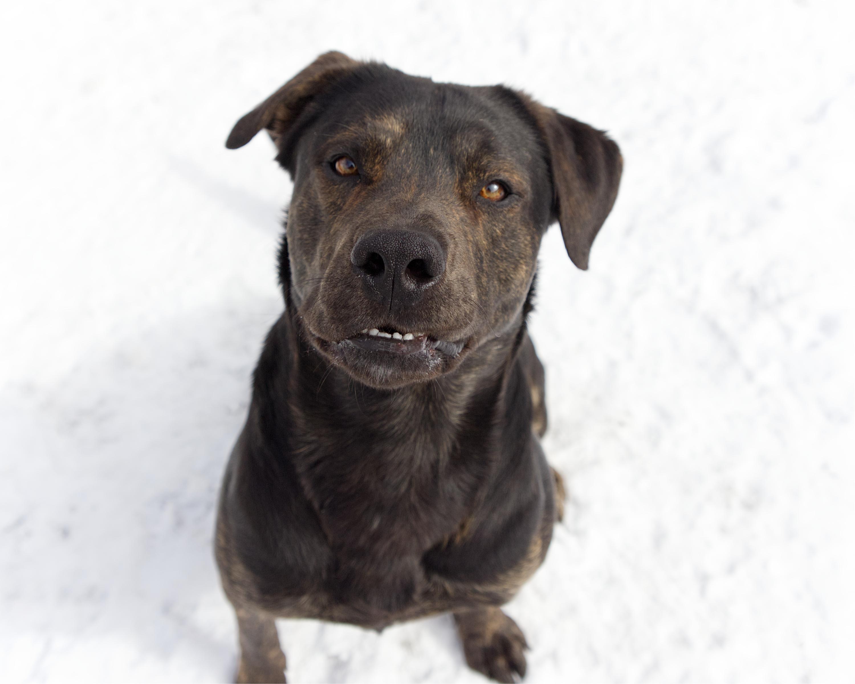 Enlarge Grant, an adopted mixed breed in Winnipeg, MB image 3/3