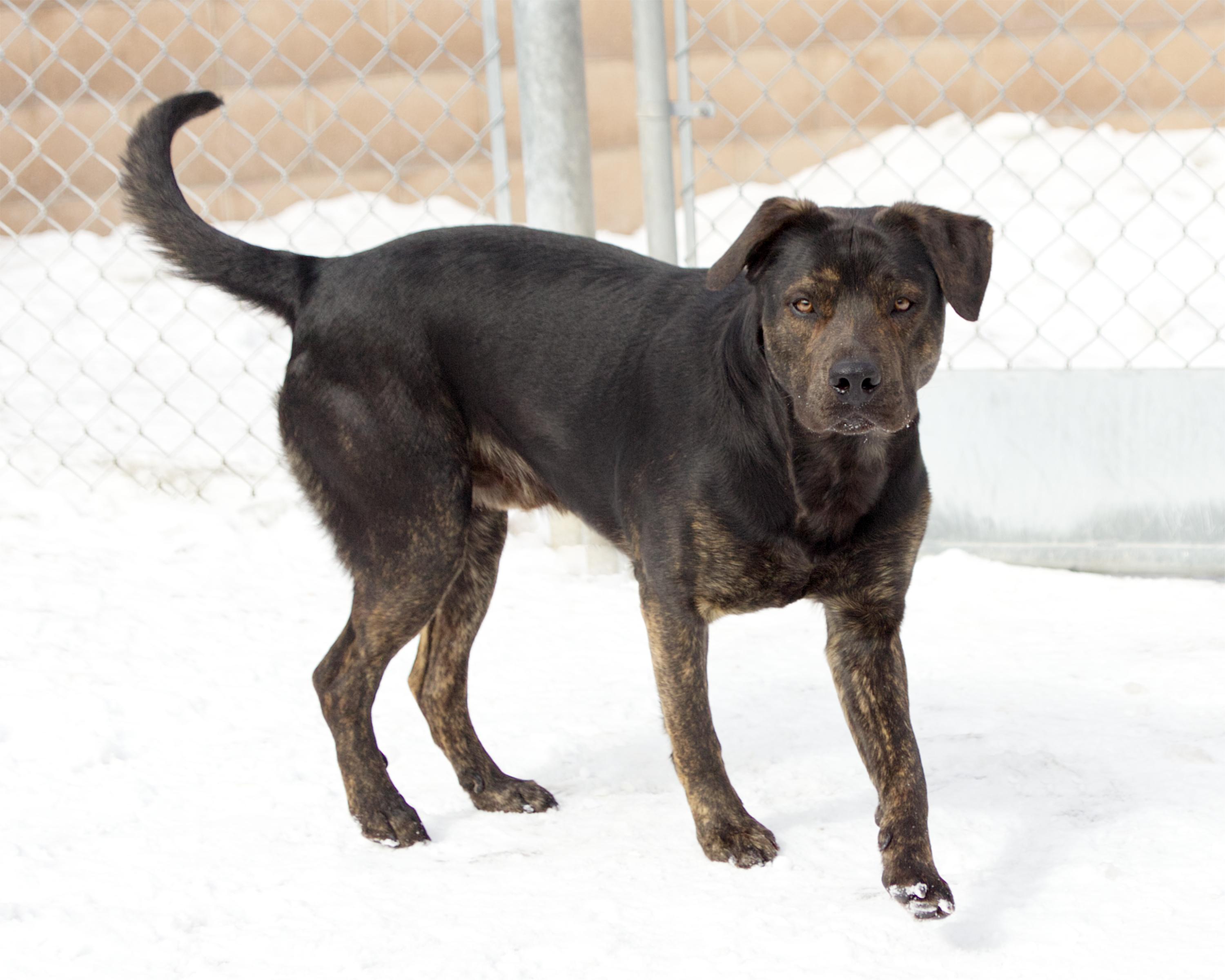 Enlarge Grant, an adopted mixed breed in Winnipeg, MB image 2/3