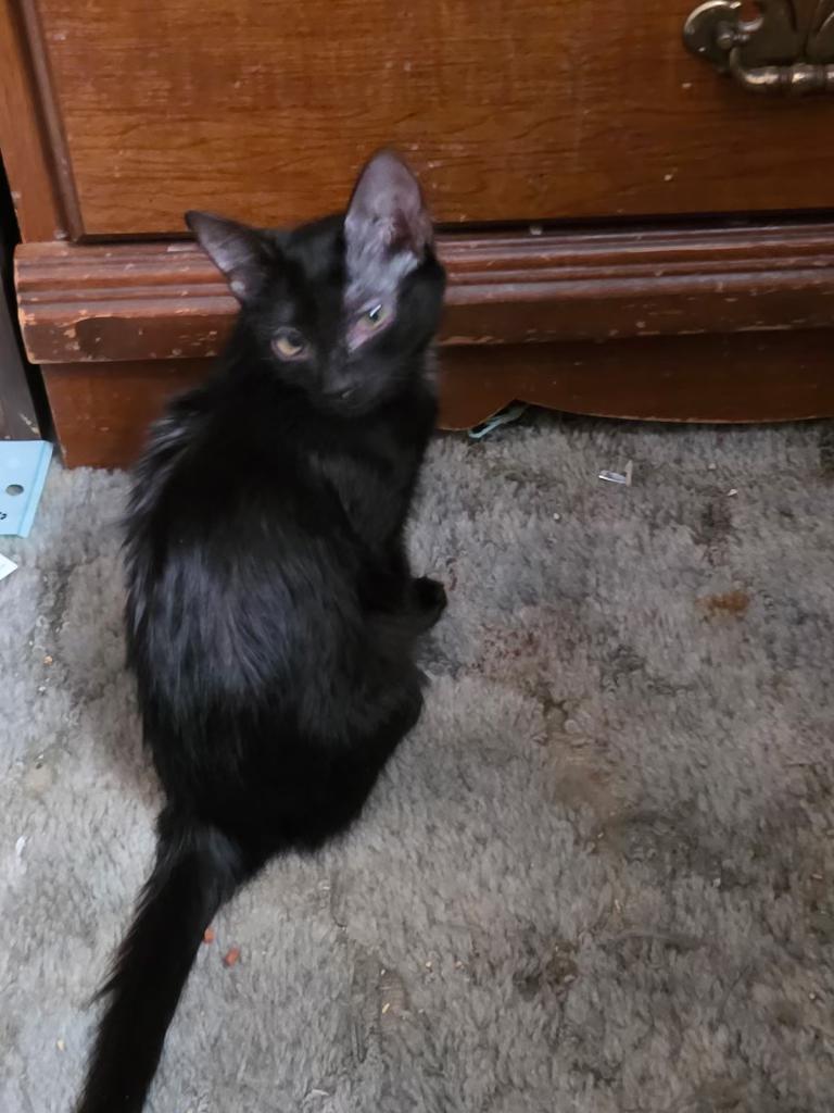 Enlarge Violet, a ADOPTABLE Domestic Short Hair in Pocatello, ID image 4/4