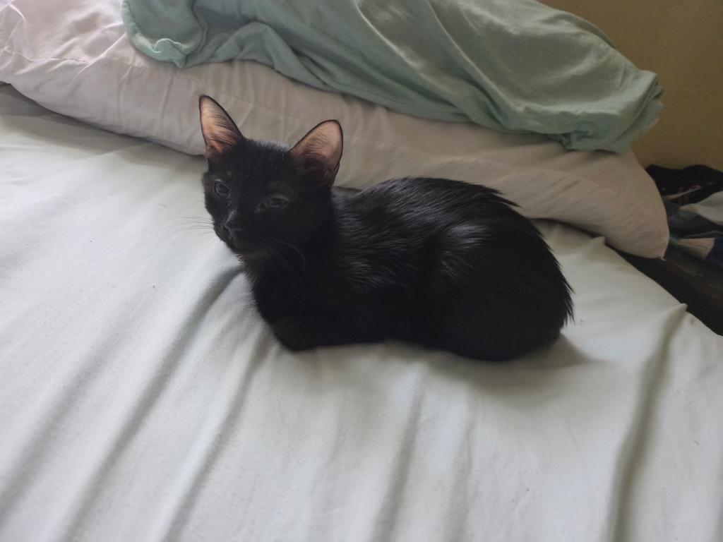 Enlarge Violet, a ADOPTABLE Domestic Short Hair in Pocatello, ID image 3/4