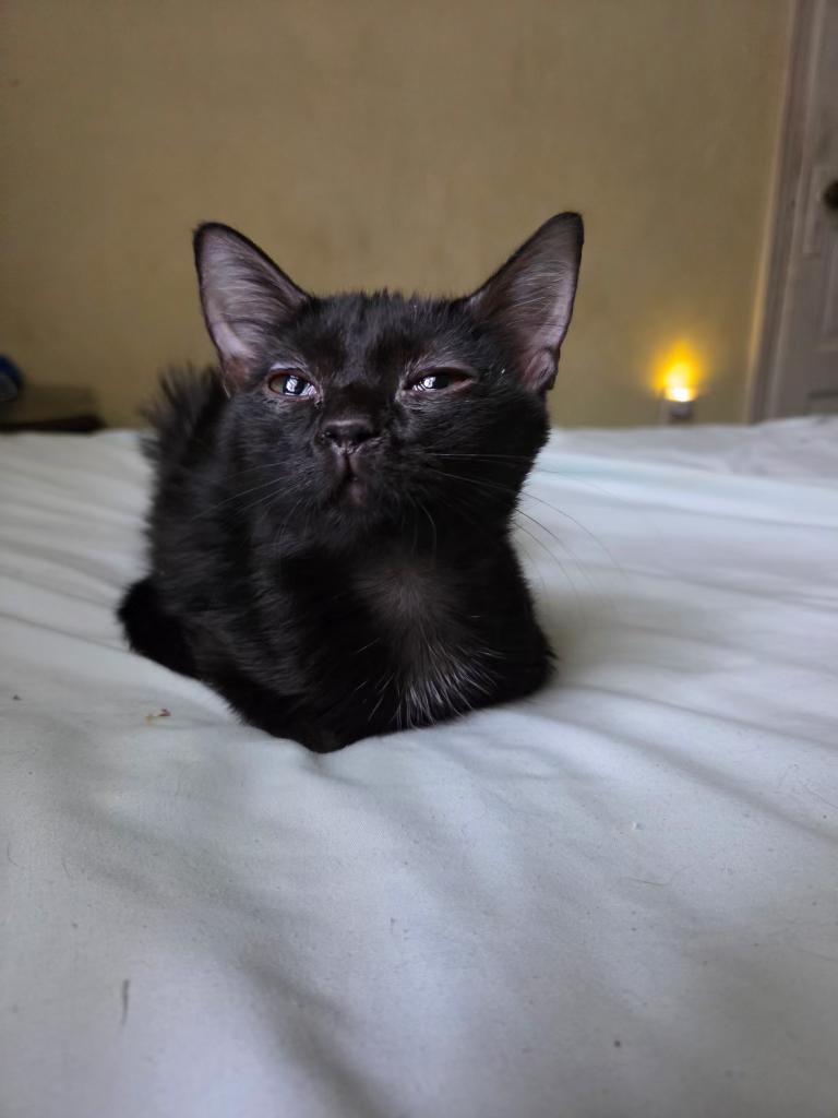 Violet, ADOPTABLE, Kitten Female Domestic Short Hair.