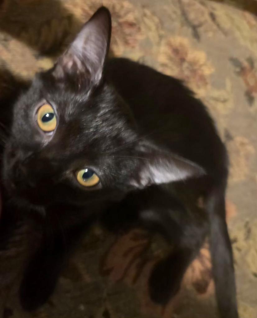 Enlarge Violet, a ADOPTABLE Domestic Short Hair in Pocatello, ID image 2/4