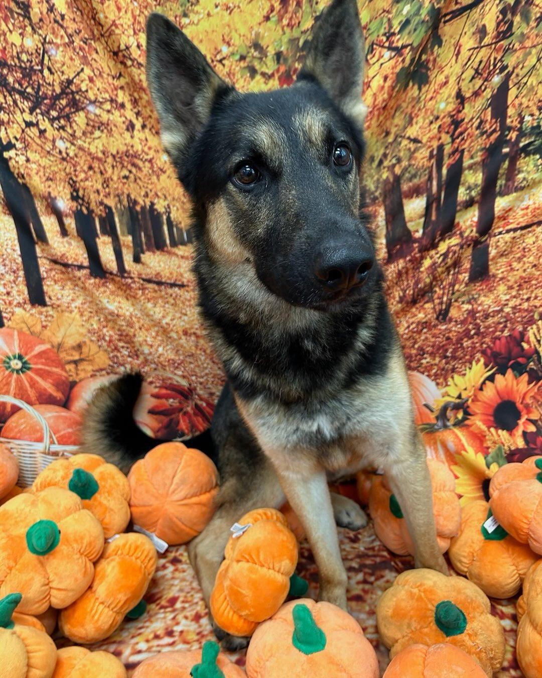 Maximilian Tag #1448, a Adoptable German Shepherd Dog in Central Islip, NY image 1/3