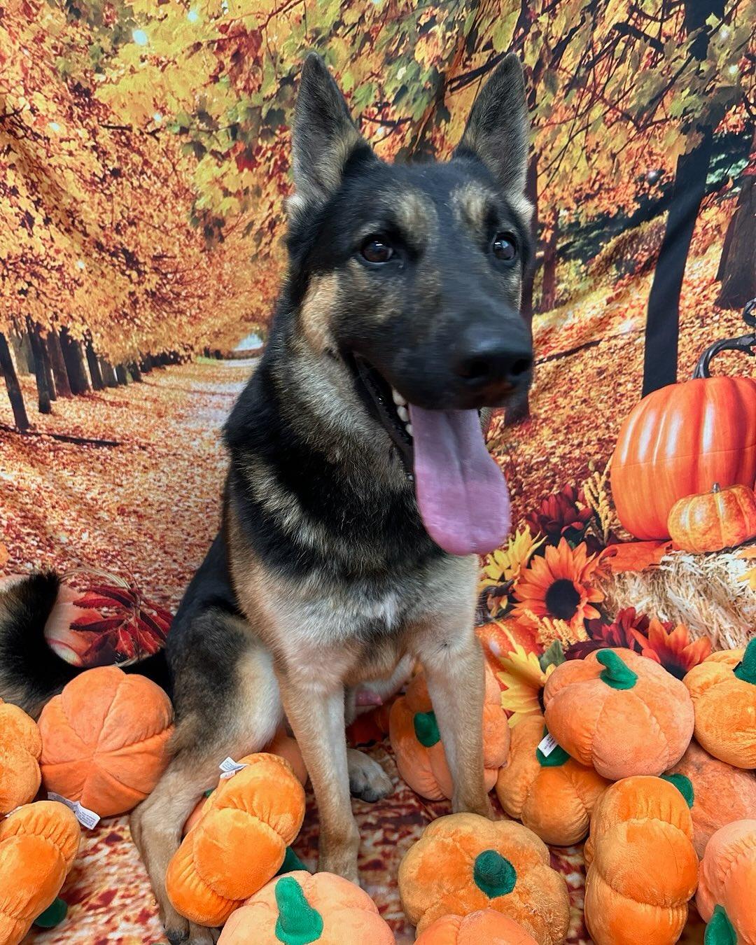Maximilian Tag #1448, a Adoptable German Shepherd Dog in Central Islip, NY image 2/3