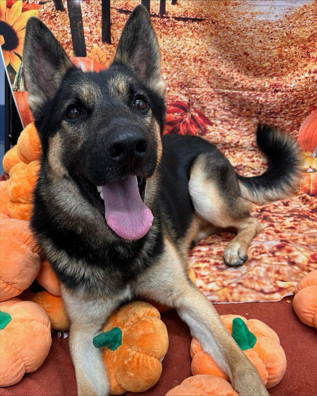 Maximilian Tag #1448, a Adoptable German Shepherd Dog in Central Islip, NY image 3/3
