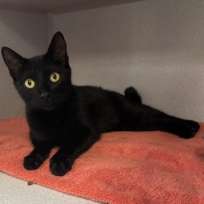 -Spider, Adopted, Kitten Female Domestic Short Hair.