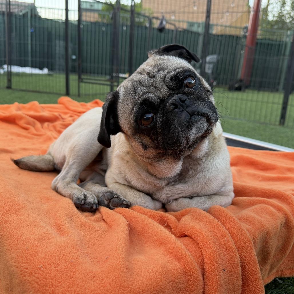 Miles, Adoptable, Adult Male Pug.
