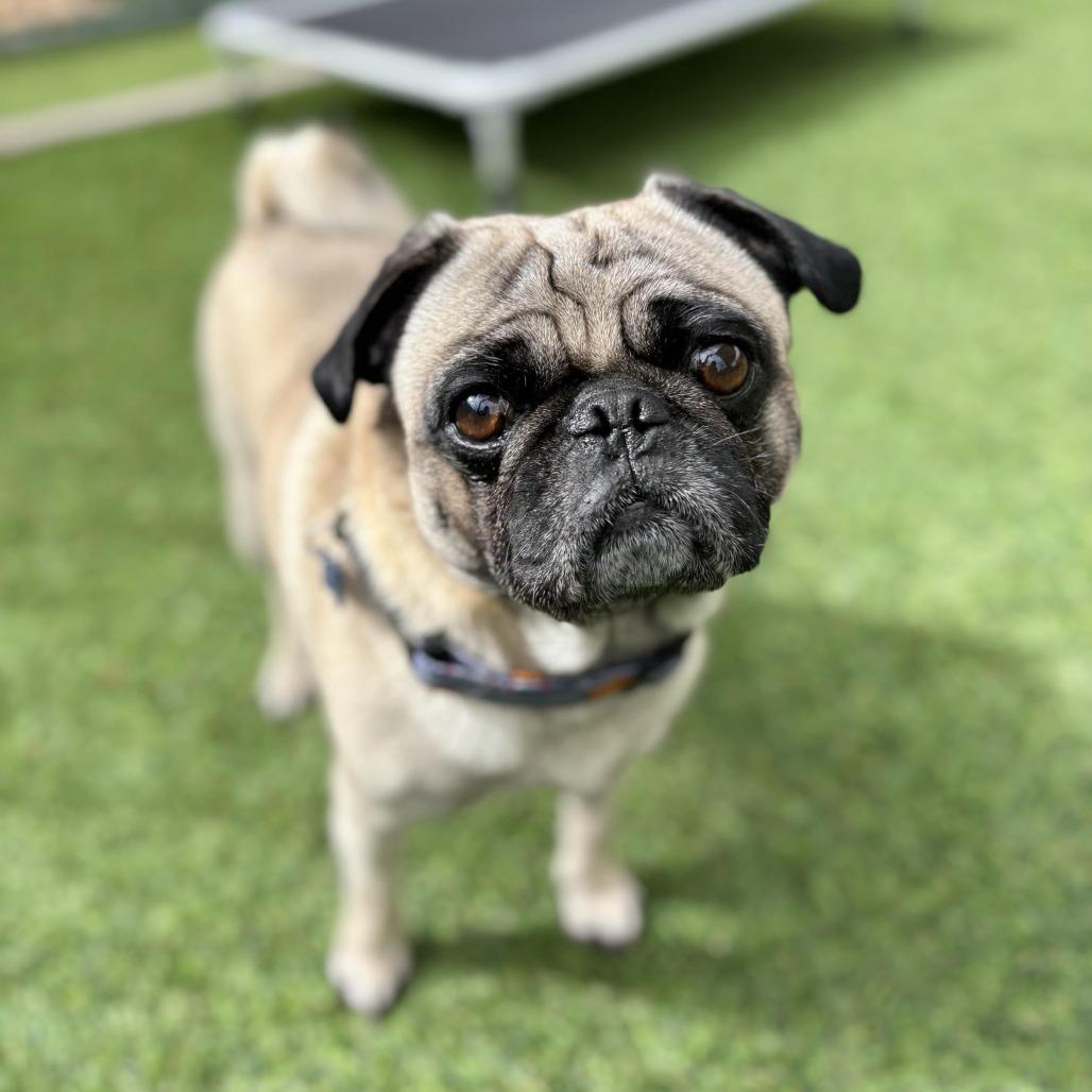 Enlarge Miles, a Adoptable Pug in Agoura Hills, CA image 2/6