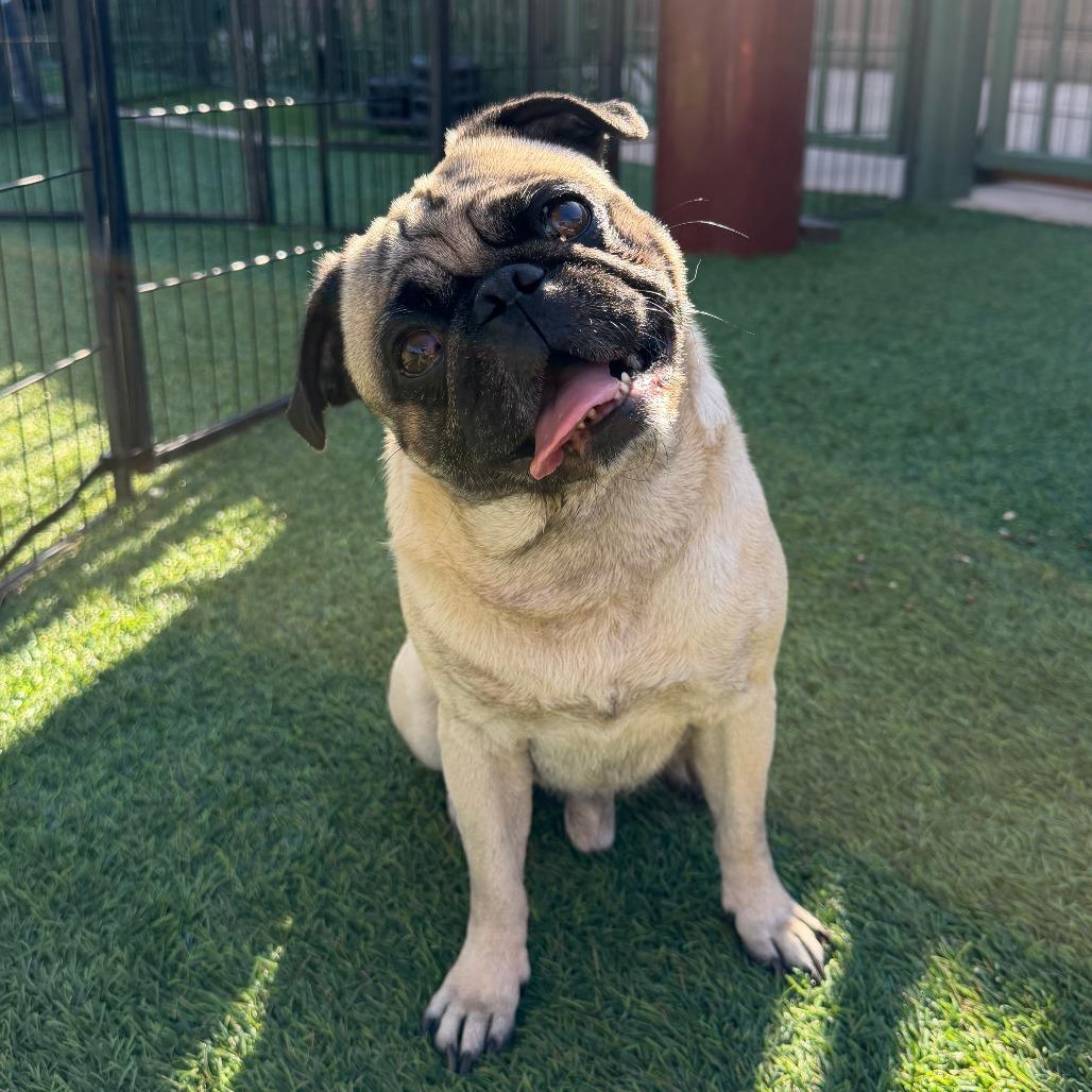 Enlarge Miles, a Adoptable Pug in Agoura Hills, CA image 3/6