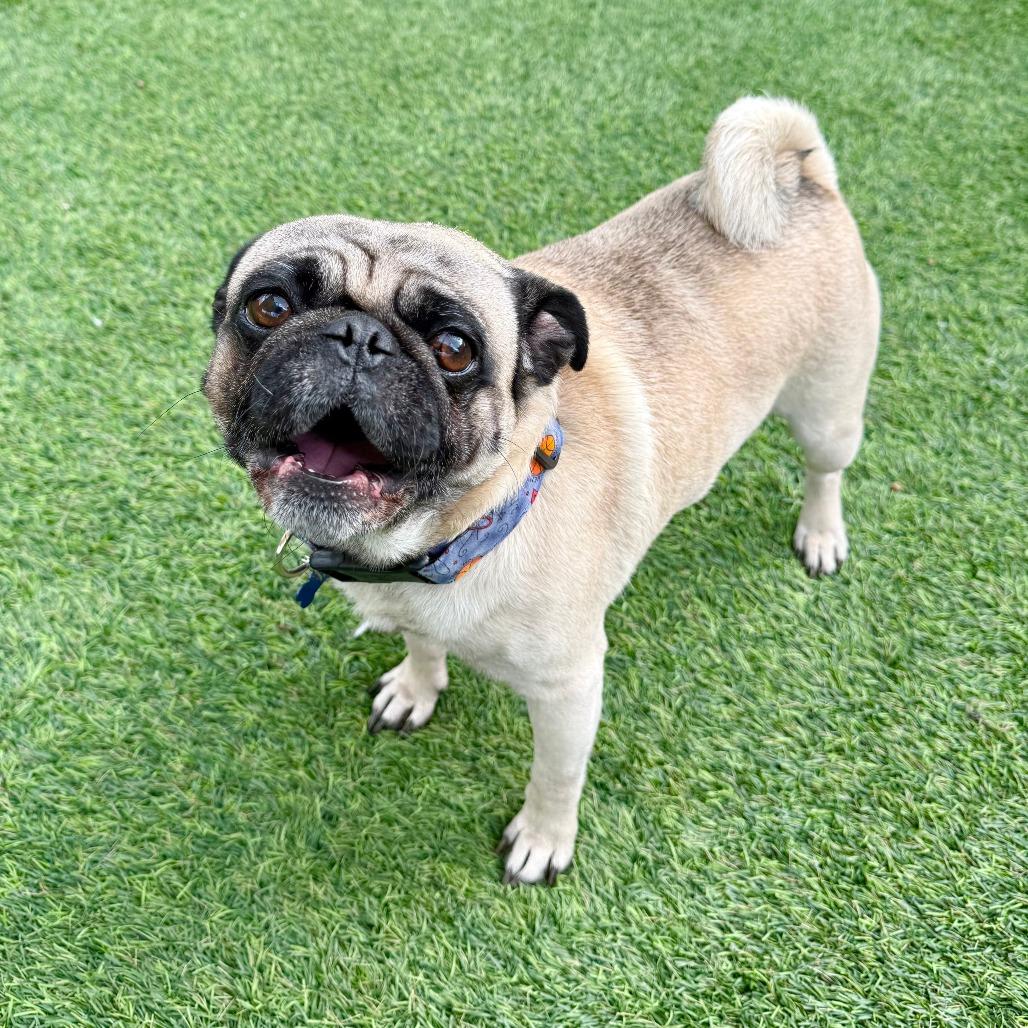 Enlarge Miles, a Adoptable Pug in Agoura Hills, CA image 4/6