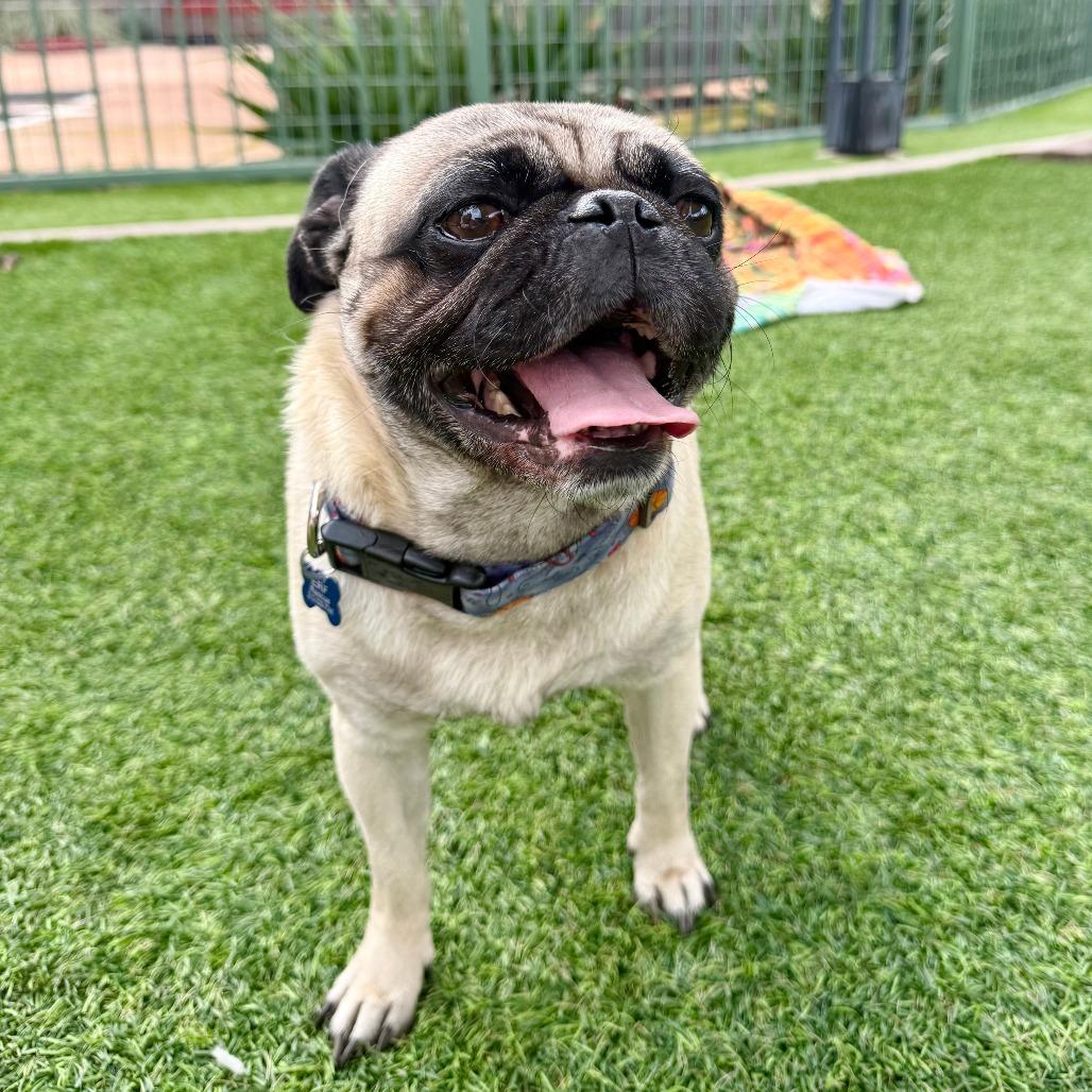 Enlarge Miles, a Adoptable Pug in Agoura Hills, CA image 6/6