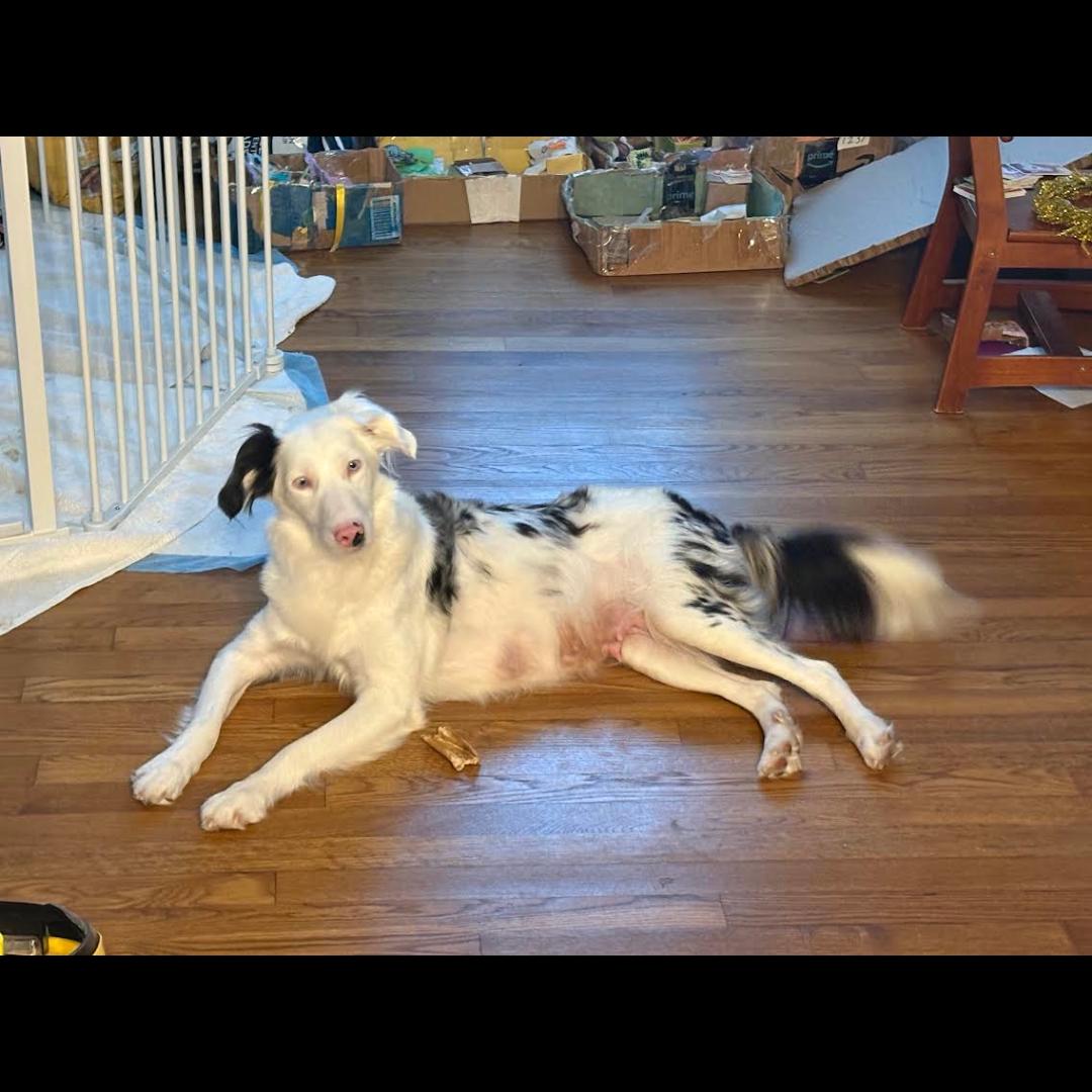 Enlarge Bindi, a Adoptable mixed breed in Midlothian, VA image 6/6